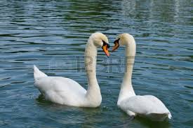 swans in love 3